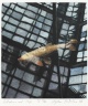 Reflection and Carp