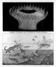 Bang/Explose