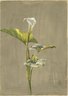Calla Lily