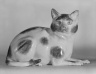 Figure of a Cat
