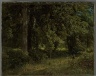 Tulip Trees
