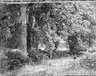 Brooklyn Museum: Tulip Trees
