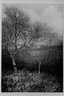 Earliest Spring