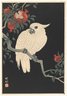 White Parrot and Pomegranate