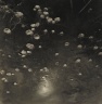 [Untitled] (Lily Pads)