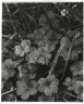 [Untitled] (Dew on Clover)