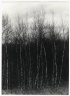 [Untitled] (Birch Trees)