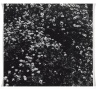 [Untitled] (Flowers)