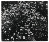 [Untitled] (Flowers)