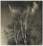 [Untitled] (Birch Trees)