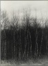 [Untitled] (Birch Trees)