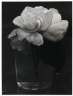 Camelia in Water