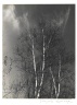 Birches