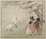 Brooklyn Museum: White Peacock