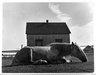 "Horse. Gaspe" Canada