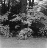 October 1981, Rangeley, Maine