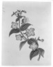 Rhexia Virginian