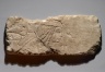 Relief of a Woman