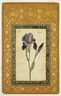 Blue Iris