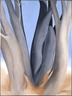 Dark Tree Trunks