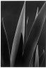 Iris Leaves