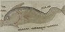 Mosaic of Dolphin Facing Left