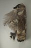 Cottonwood Image or Hopi Doll