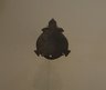 Palette or Amulet in the Shape of a Turtle