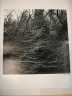 Arnold Arboretum