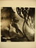 Olmsted Park, Jamaica Plain (Leaves and Branches in Bubbling Water)