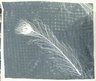 Fossilized Peacock