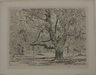 The Big Horse Chestnut Tree, Easthampton