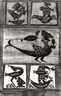 Birds and Fish