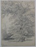 Tree Study
