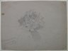 Flower Study