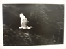 [Untitled] (Egret in Flight)