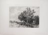 Untitled (Cows in Pasture)