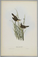 Brooklyn Museum: Salicaria Arundinacea: Reed Warbler