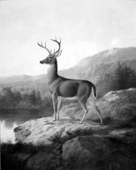 Brooklyn Museum: Deer