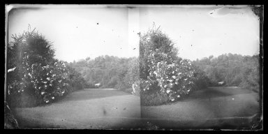 Brooklyn Museum: Rose Bush, Prospect Park, Brooklyn