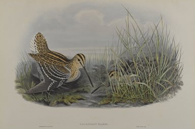 Brooklyn Museum: Gallinago Major - Great Snipe