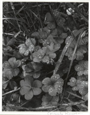 Brooklyn Museum: [Untitled] (Dew on Clover)