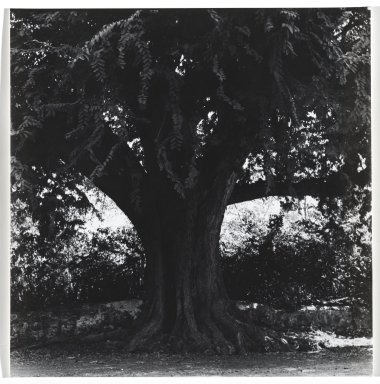 Brooklyn Museum: [Untitled] (Tree)