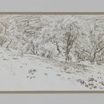 Olive Trees, Valley of Hinnom (Oliviers, vall&eacute;e de Hinon)