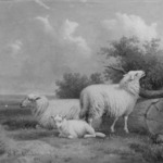 Sheep