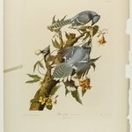 Blue Jay