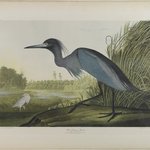 Blue Crane or Heron
