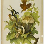 Ferruginous Thrush
