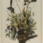 Mocking Bird