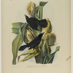 Purple Grackle or Common Crow Blackbird